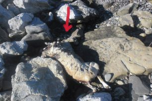 Η θάλασσα ξέβρασε το πτώμα του σκύλου στην παραλία του Αντιρρίου